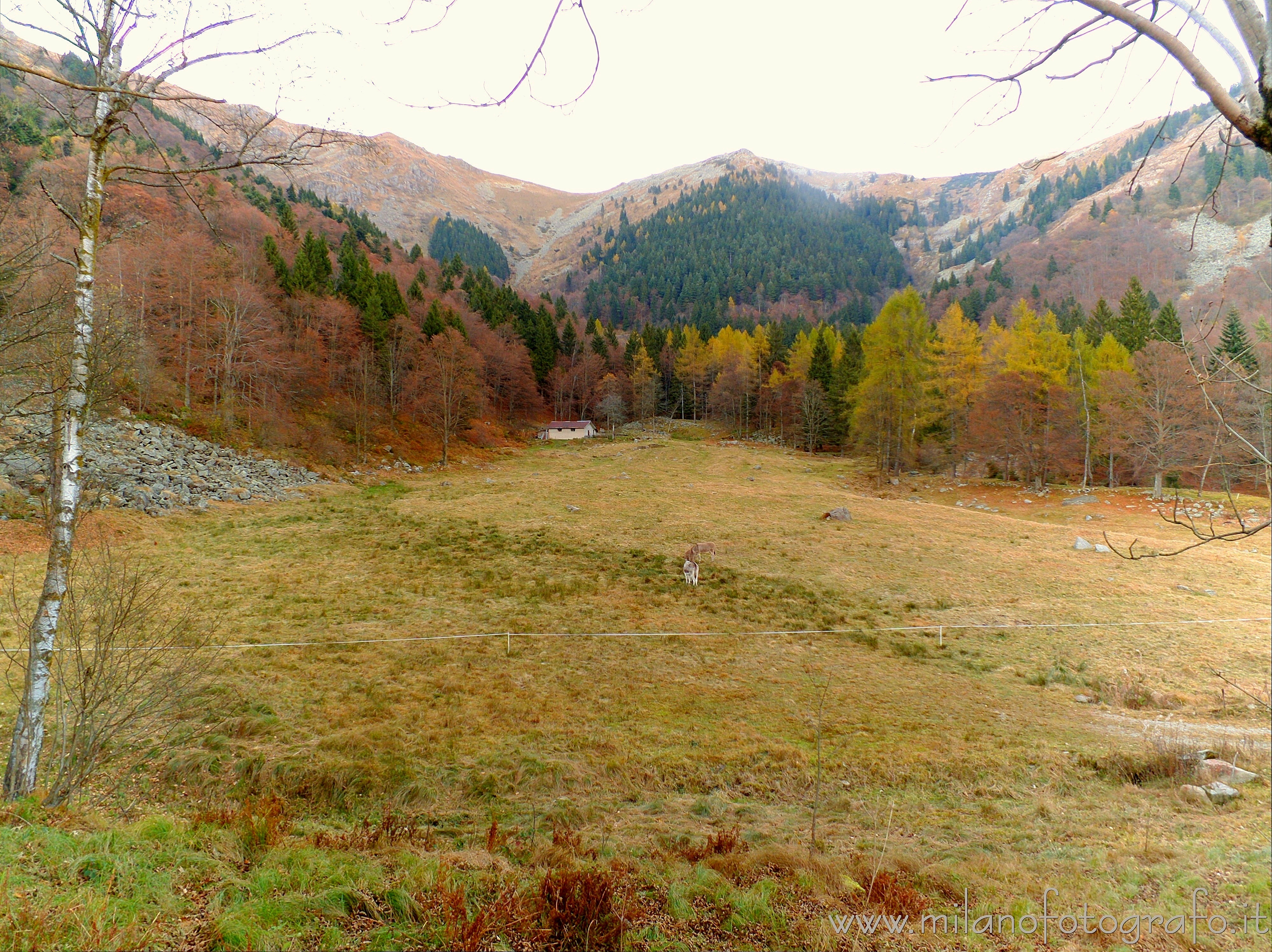 Biella (Italy) - Autumn landscape with donkeys near the Sanctuary of Oropa